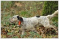 Setter Anglais VITO DU VAL CLAIR Setter Anglais VITO DU VAL CLAIR
